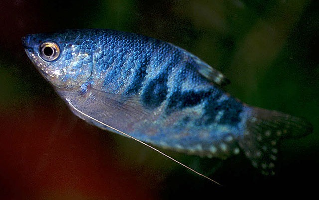 [ikan sepat Trichogaster trichopterus[7].jpg]